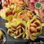 Preview: Sempervivum 'Wow!'