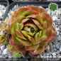 Preview: Sempervivum 'Wow!'