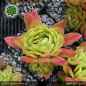 Preview: Sempervivum 'Wow!'