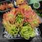 Preview: Sempervivum 'Wow!'