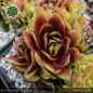 Preview: Sempervivum 'Wow!'