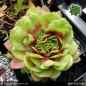 Preview: Sempervivum 'Wow!'