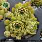 Preview: Sempervivum 'Zauberkringel'