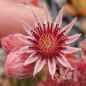 Preview: Blüte, aufgenommen am 14.7.2017