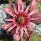 Preview: Blüte, aufgenommen am 23.6.2004