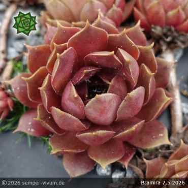 Sempervivum 'Bramira'