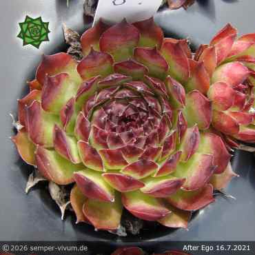 Preview: Sempervivum 'After Ego'