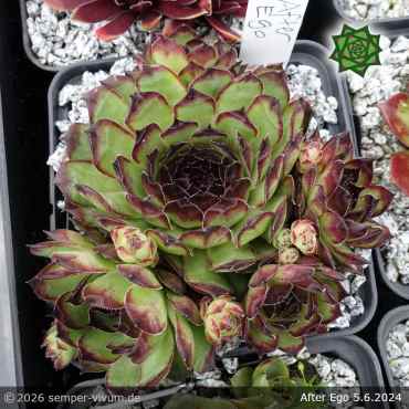 Sempervivum 'After Ego'