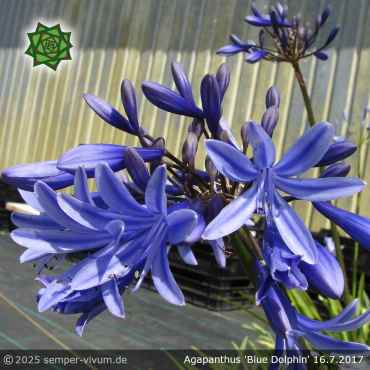 Preview: Agapanthus 'Blue Dolphin'