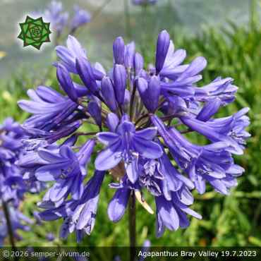 Preview: Agapanthus 'Bray Valley'