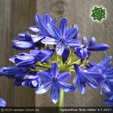 Agapanthus 'Bray Valley'