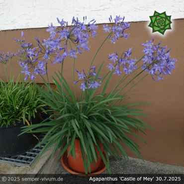 Preview: Agapanthus 'Castle of Mey'