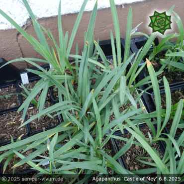 Preview: versandfertige Verkaufspflanzen im 9 und 10 cm Vierkanttopf