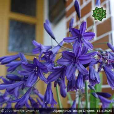Preview: Agapanthus 'Indigo Dreams'