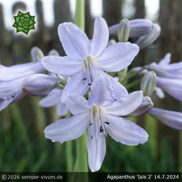 Agapanthus 'Isis 2'