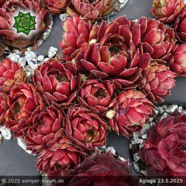 Sempervivum 'Aglaga'