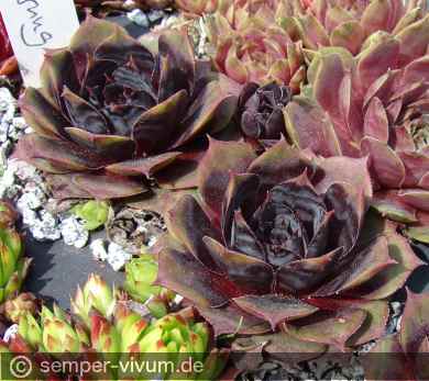 Preview: aufgenommen am 11.5.2016