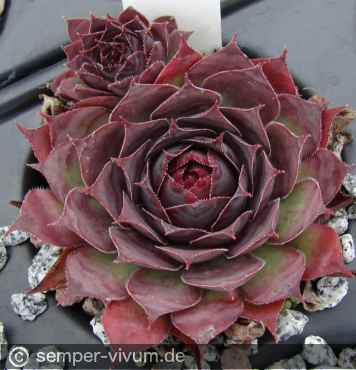 aufgenommen am 14.9.2013