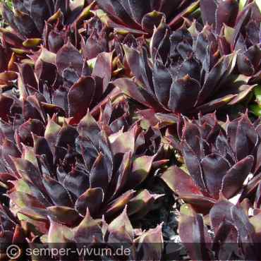 aufgenommen am 19.9.2015