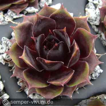 Preview: aufgenommen am 2.5.2019