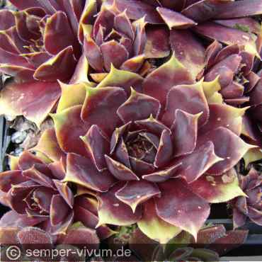 Preview: aufgenommen am 30.5.2019