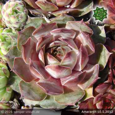 Preview: Sempervivum 'Amaranth'