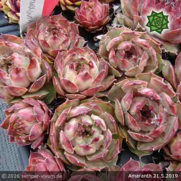 Sempervivum 'Amaranth'