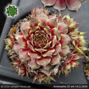 Sempervivum 'Amenophis III'