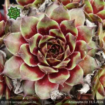 Preview: Sempervivum 'Amenophis III'
