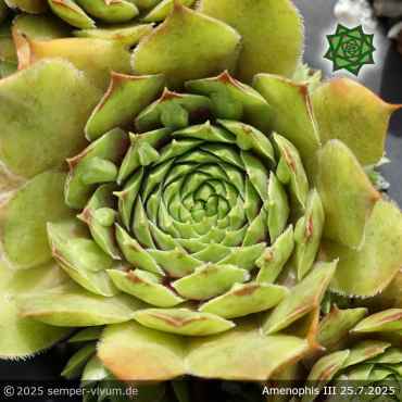 Sempervivum 'Amenophis III'