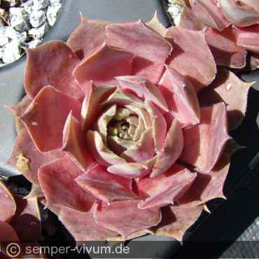 Preview: aufgenommen am 18.5.2019