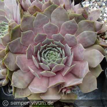 Preview: aufgenommen am 25.6.2018