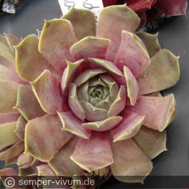 Preview: aufgenommen am 31.5.2019