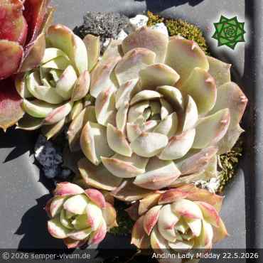 Preview: Sempervivum 'Andinn Lady Midday'