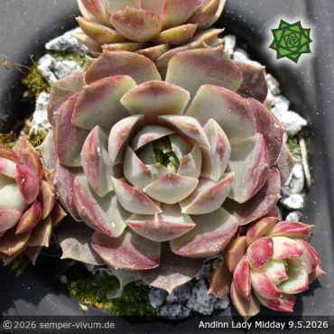 Sempervivum 'Andinn Lady Midday'