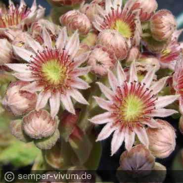 Preview: Blüten, aufgenommen am 3.7.2010