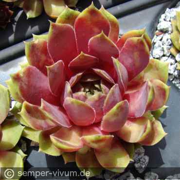 aufgenommen am 10.6.2019