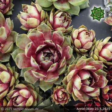 Sempervivum 'Annie Okley'