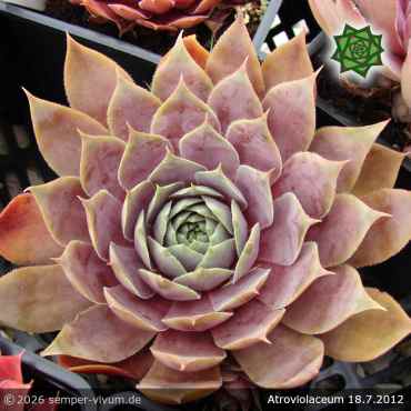Preview: Sempervivum 'Atroviolaceum'