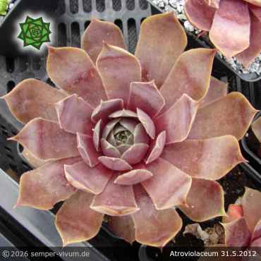 Preview: Sempervivum 'Atroviolaceum'
