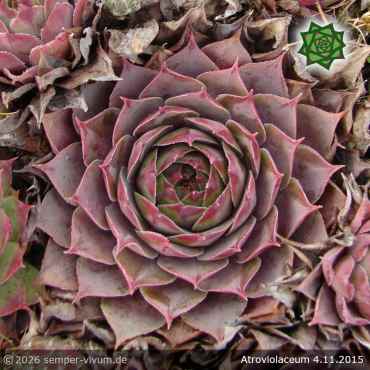 Preview: Sempervivum 'Atroviolaceum'