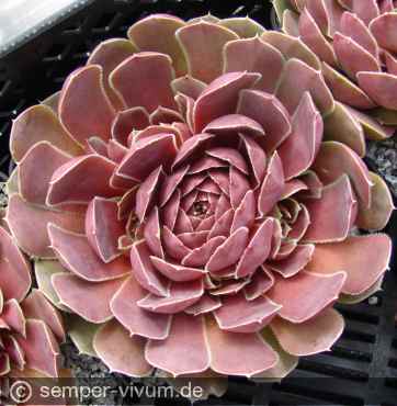 aufgenommen am 23.6.2010