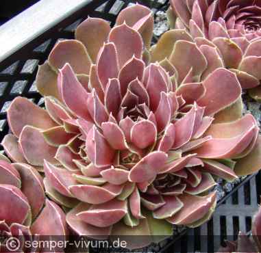 Preview: aufgenommen am 23.6.2010