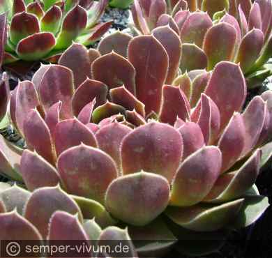 Preview: aufgenommen am 29.5.2010