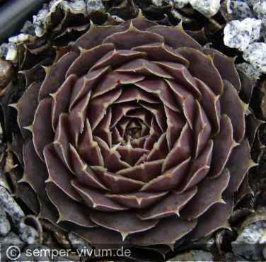 Preview: aufgenommen am 12.11.2016