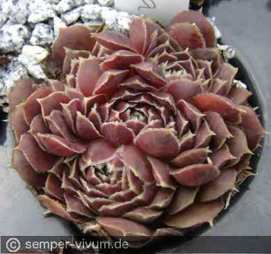 Preview: aufgenommen am 13.9.2011