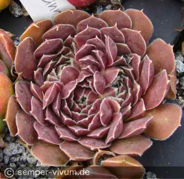 Preview: aufgenommen am 14.8.2013