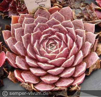 Preview: aufgenommen am 13.9.2018