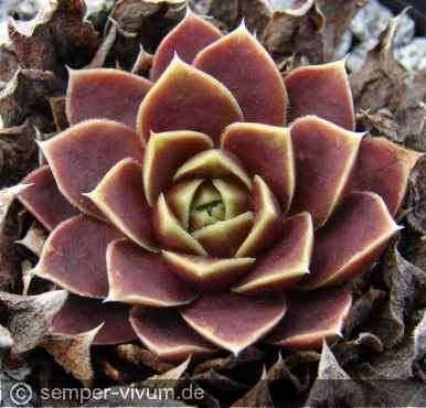 Preview: aufgenommen am 14.3.2011