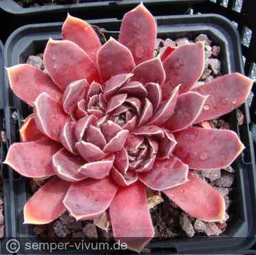 aufgenommen am 27.6.2017